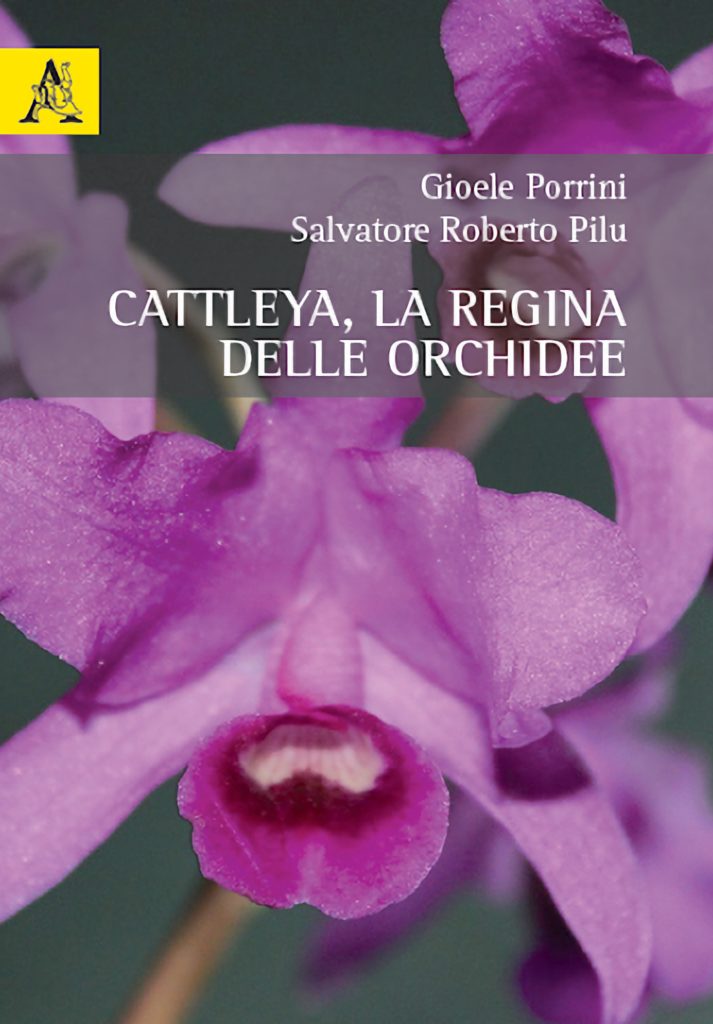 Cattleya, la regina delle orchidee