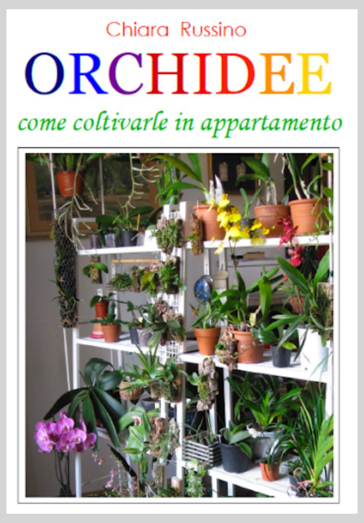 Orchidee, come coltivarle in appartamento