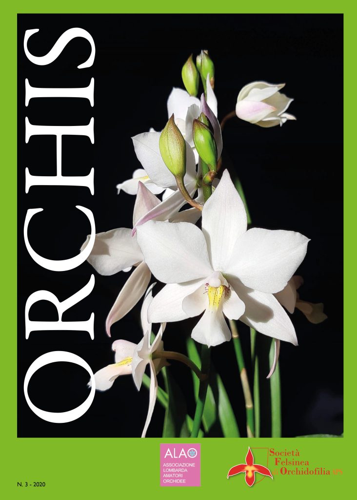 Copertina Orchis 3 2020