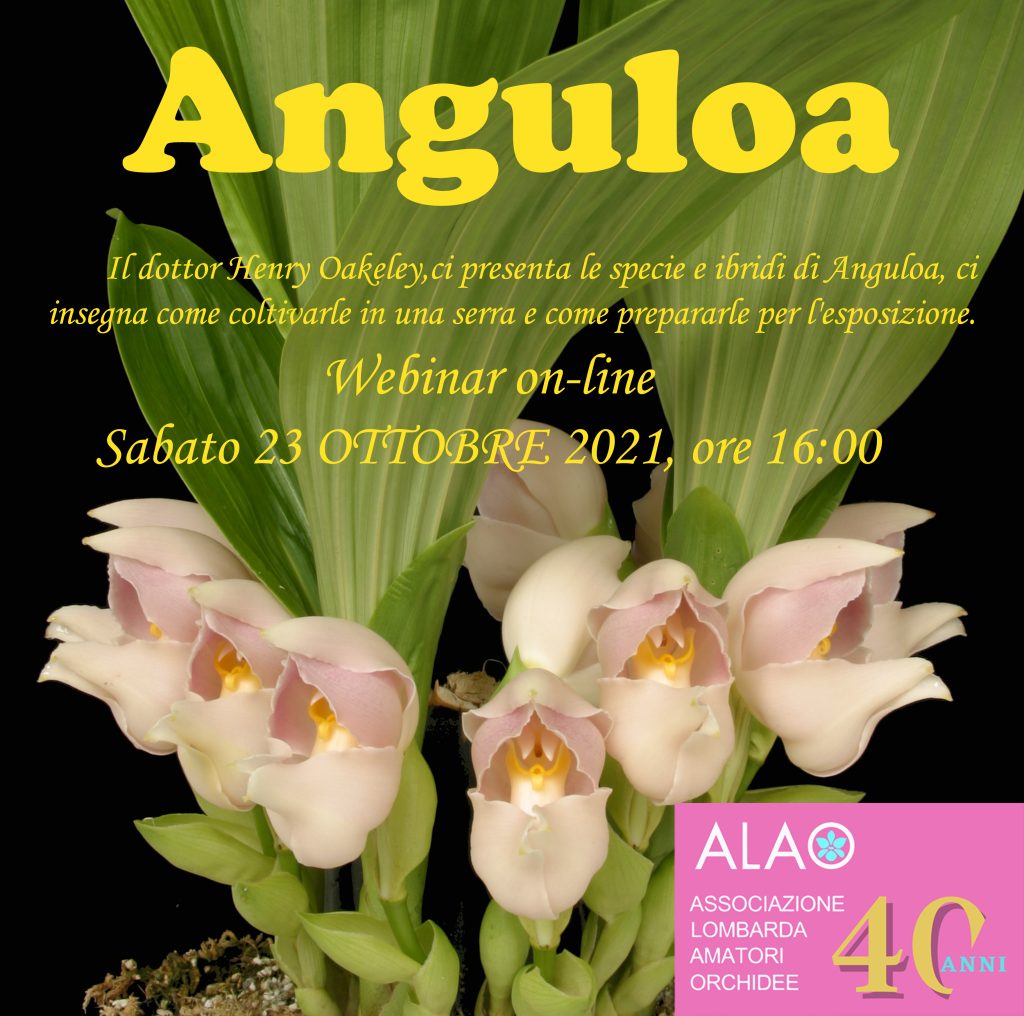Introduzione alla coltivazione: Anguloa