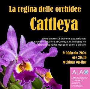 La regina delle orchidee Cattleya