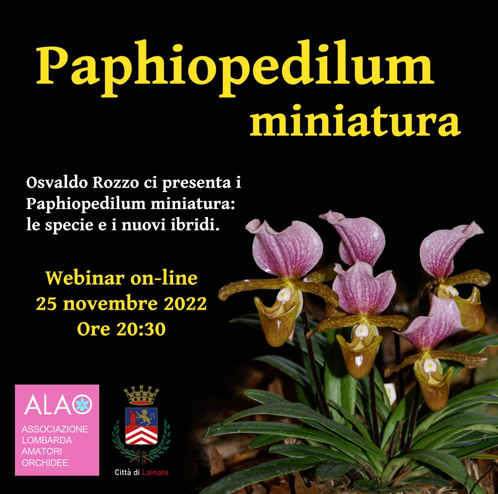 Paphiopedilum miniatura – con Osvaldo Rozzo