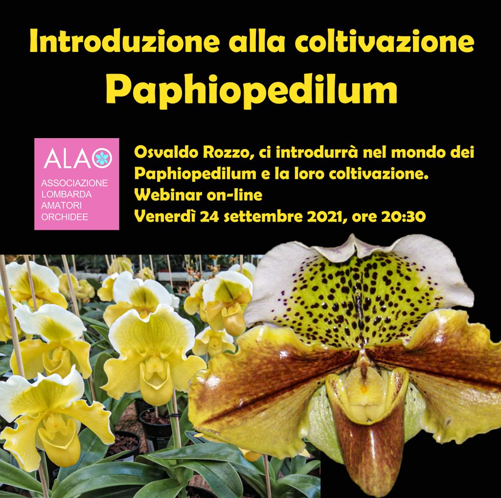 Introduzione alla coltivazione: Paphiopedilum. Di Osvaldo Rozzo