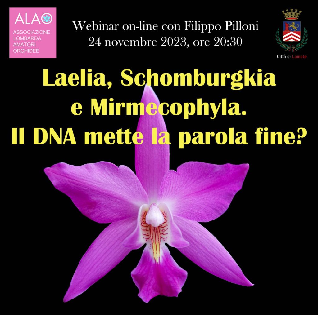 Laelia, Schomburgkia e Mirmecophyla. II DNA mette la parola fine