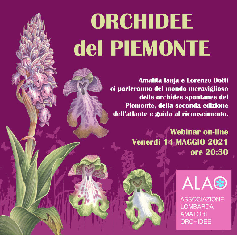orchidee piemontesi