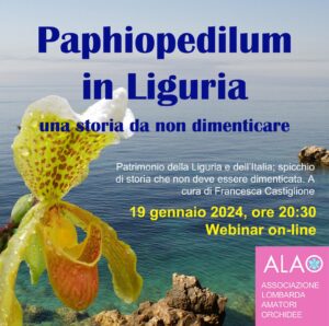 Paphiopedilum Liguria