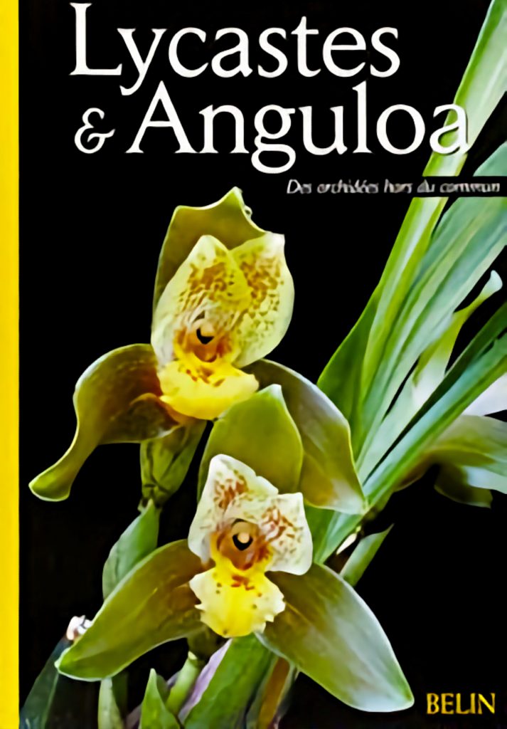 Lycaste & Anguloa