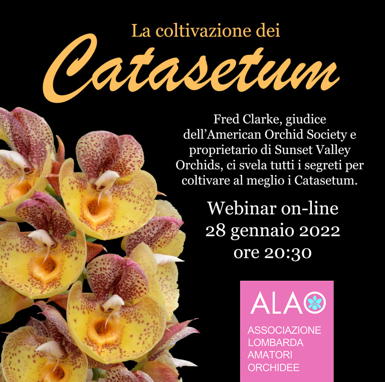 Catasetum gennaio