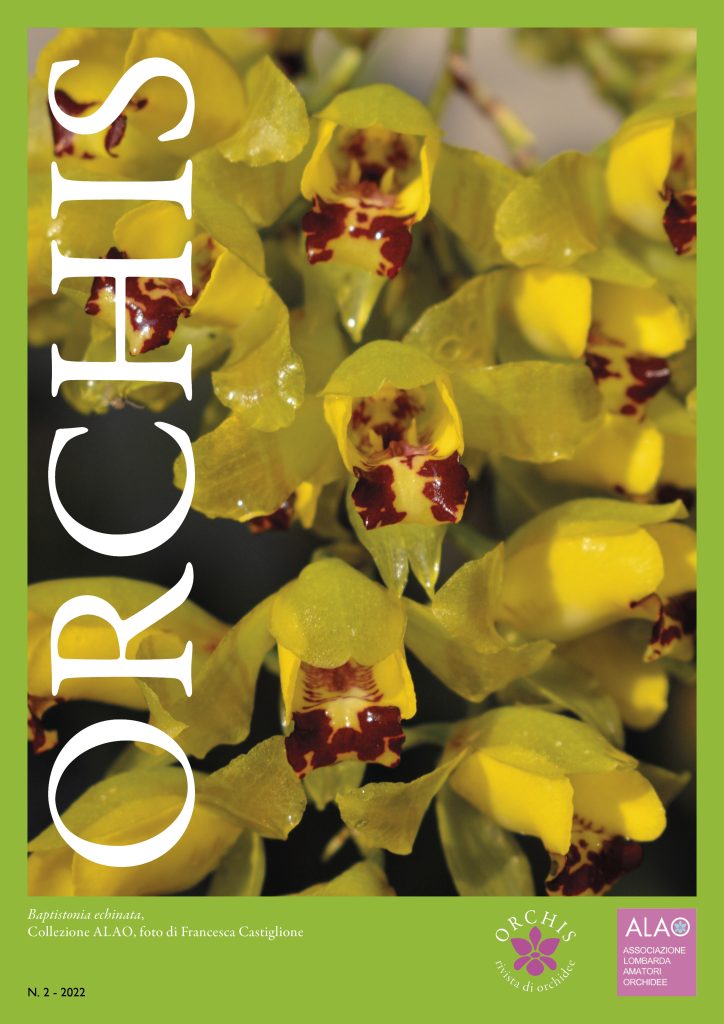 Copertina Orchis_2_2022