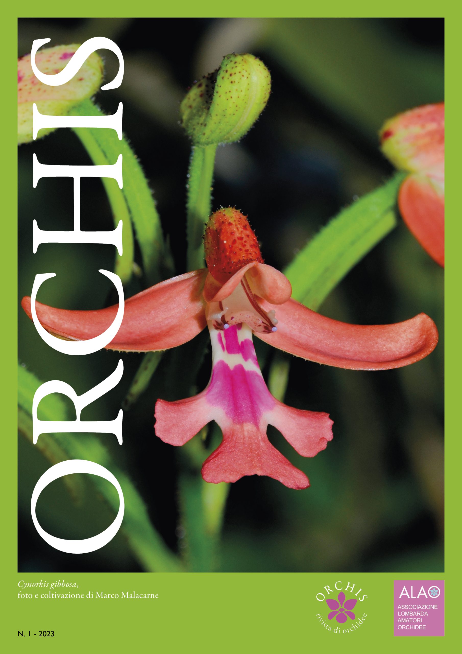 Orchis 2023 n. 1 – ALAO