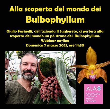Alla scoperta del mondo dei bulbophyllum con Giulio Farinelli