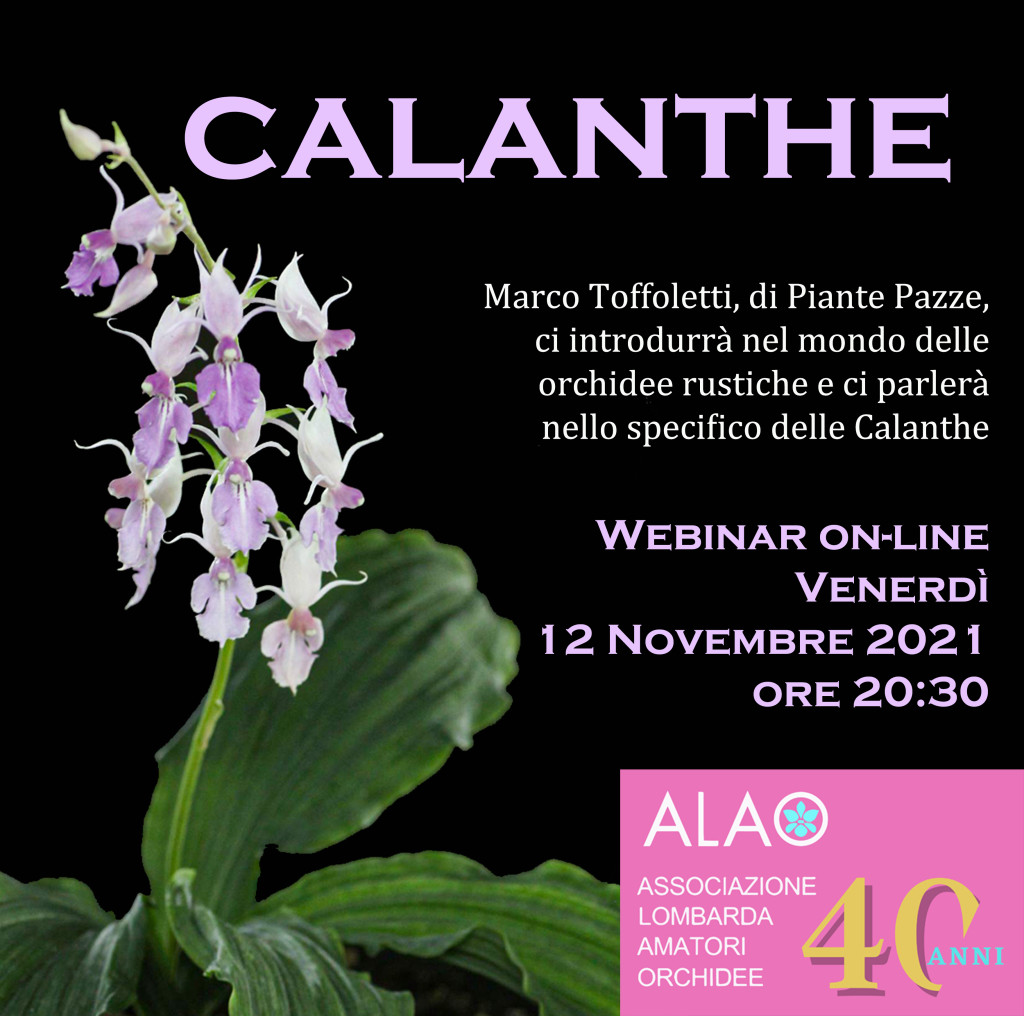 Calanthe