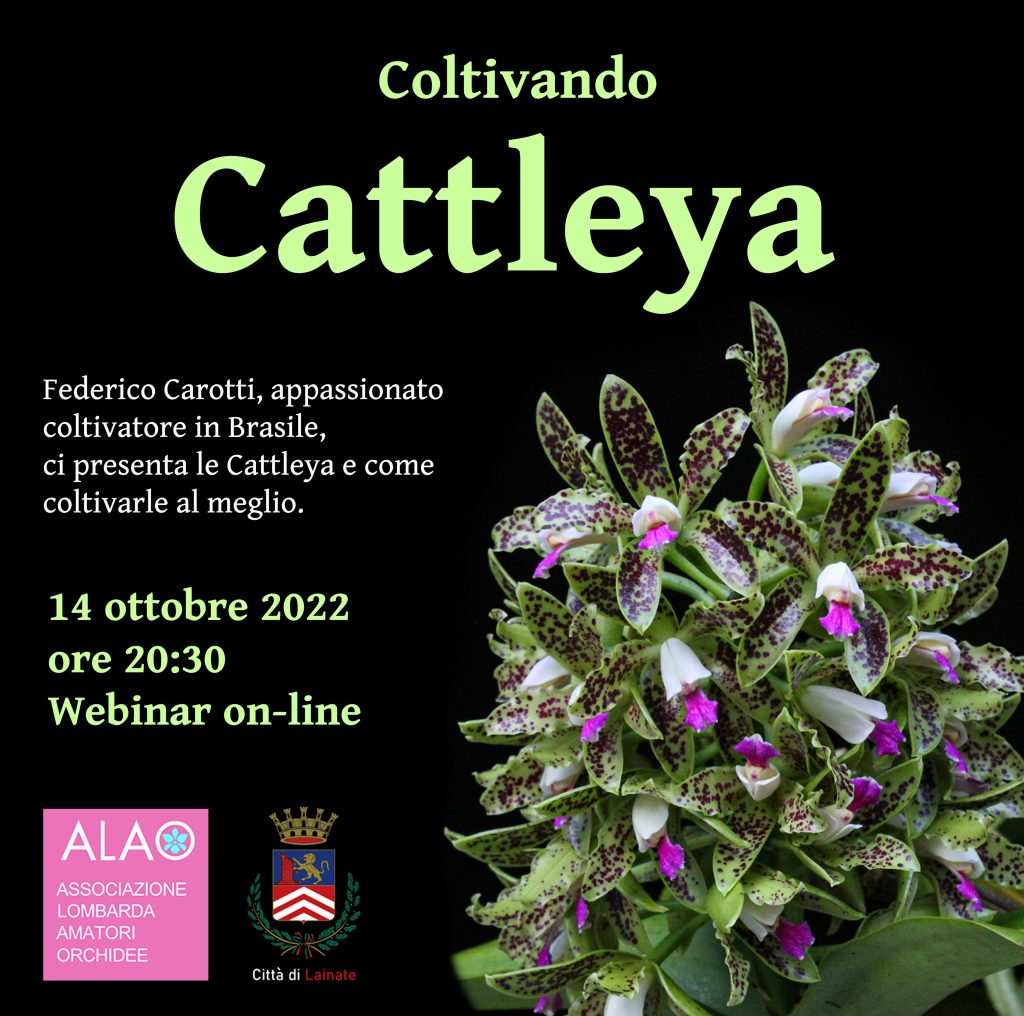 Coltivando cattleya con Federico Carotti