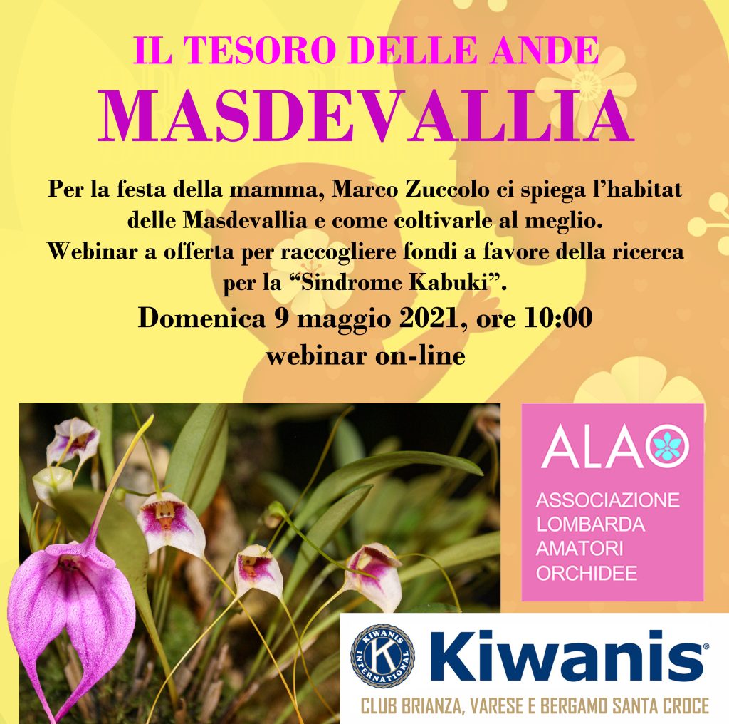 Il Tesoro delle Ande: Masdevallia. Per la festa della MAMMA