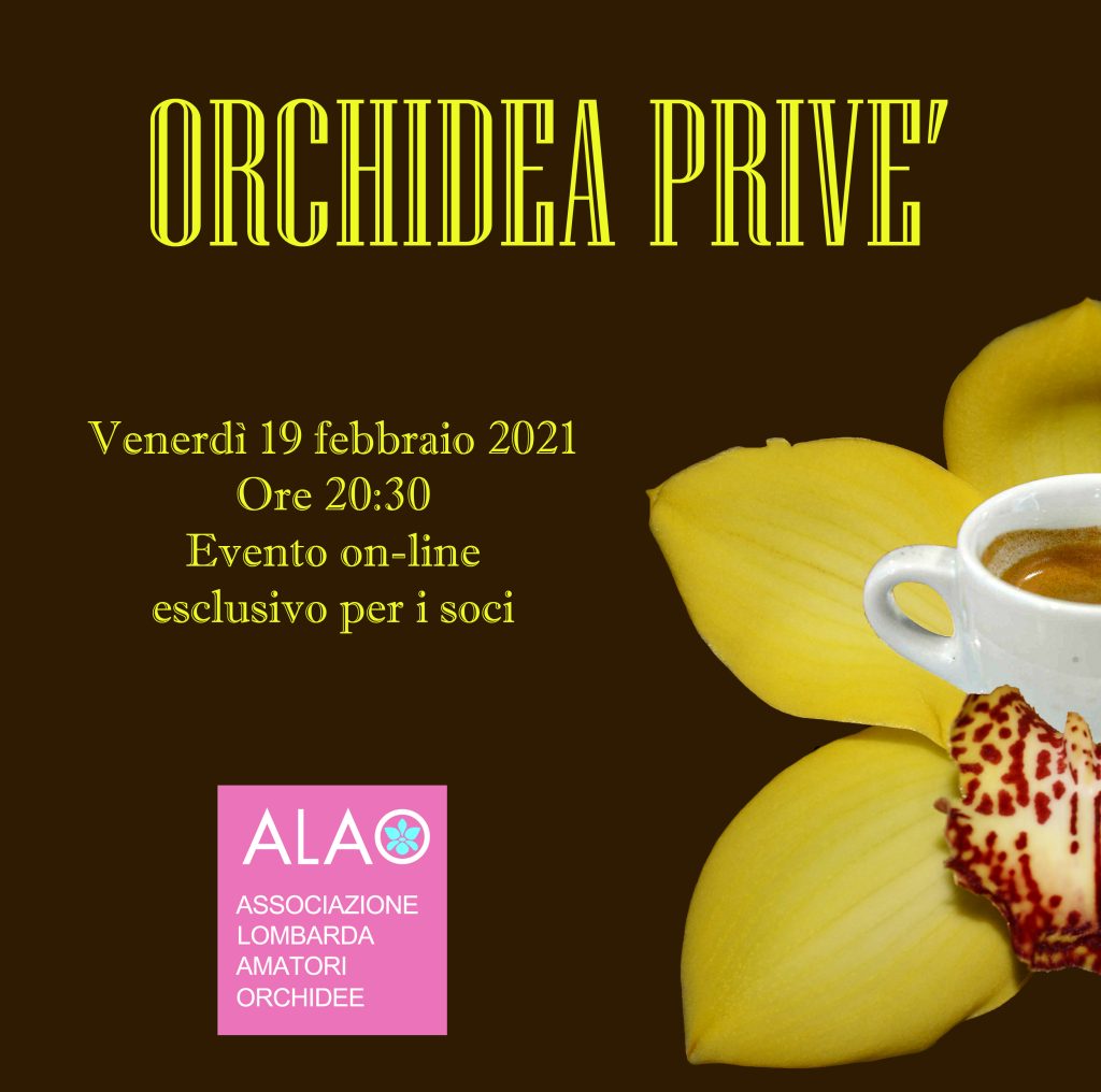 Orchidea Privè