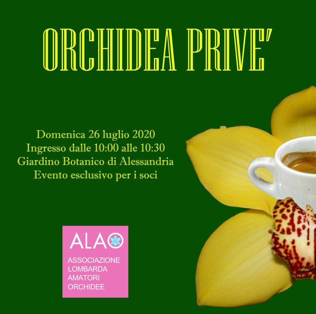 Orchidea privè