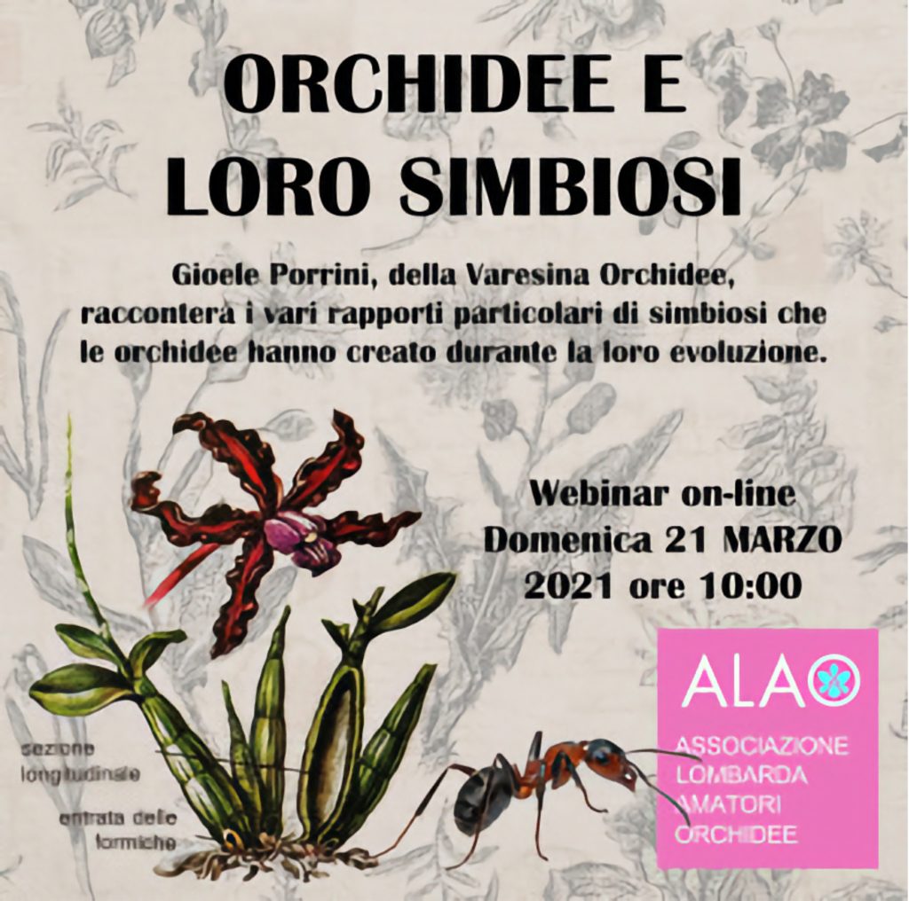 Orchidee e loro simbiosi