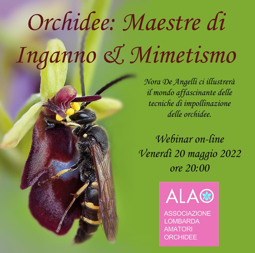 Orchidee maestre di inganno