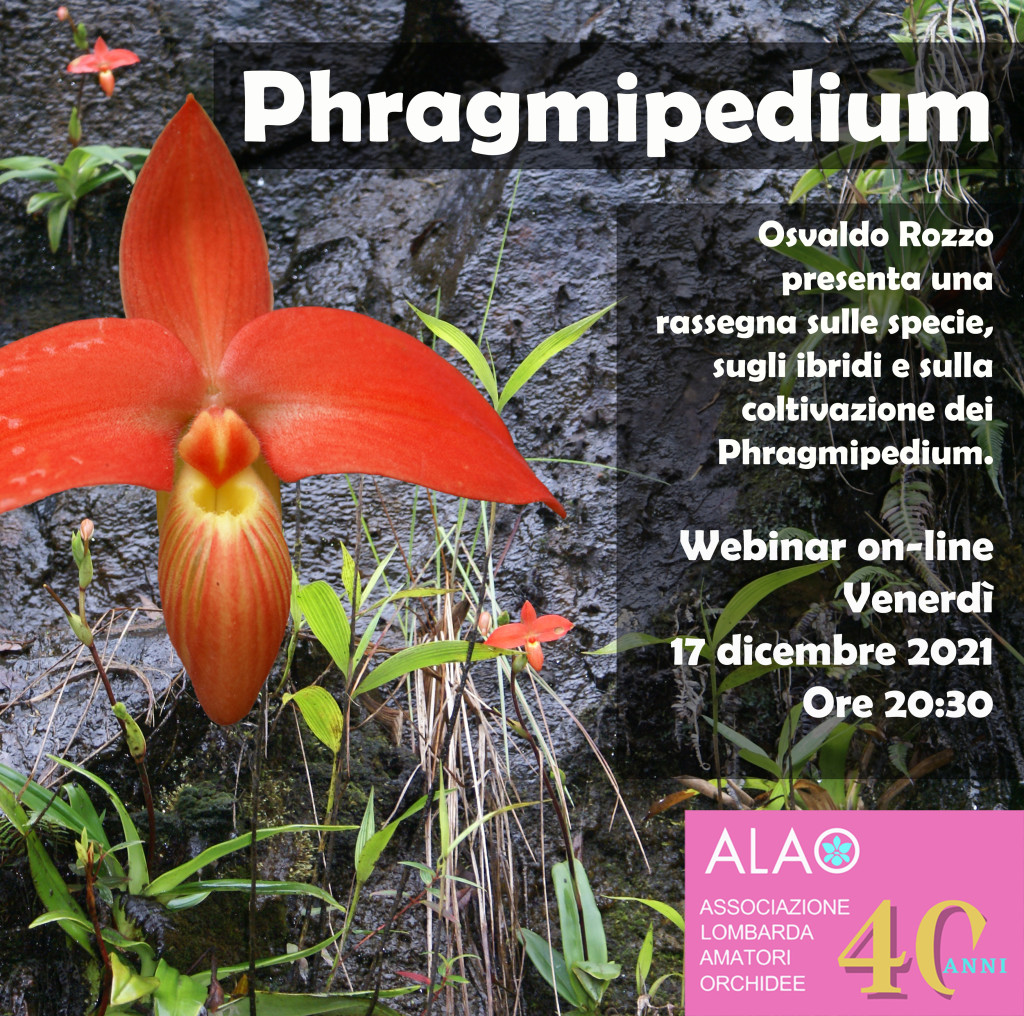 Phragmipedium