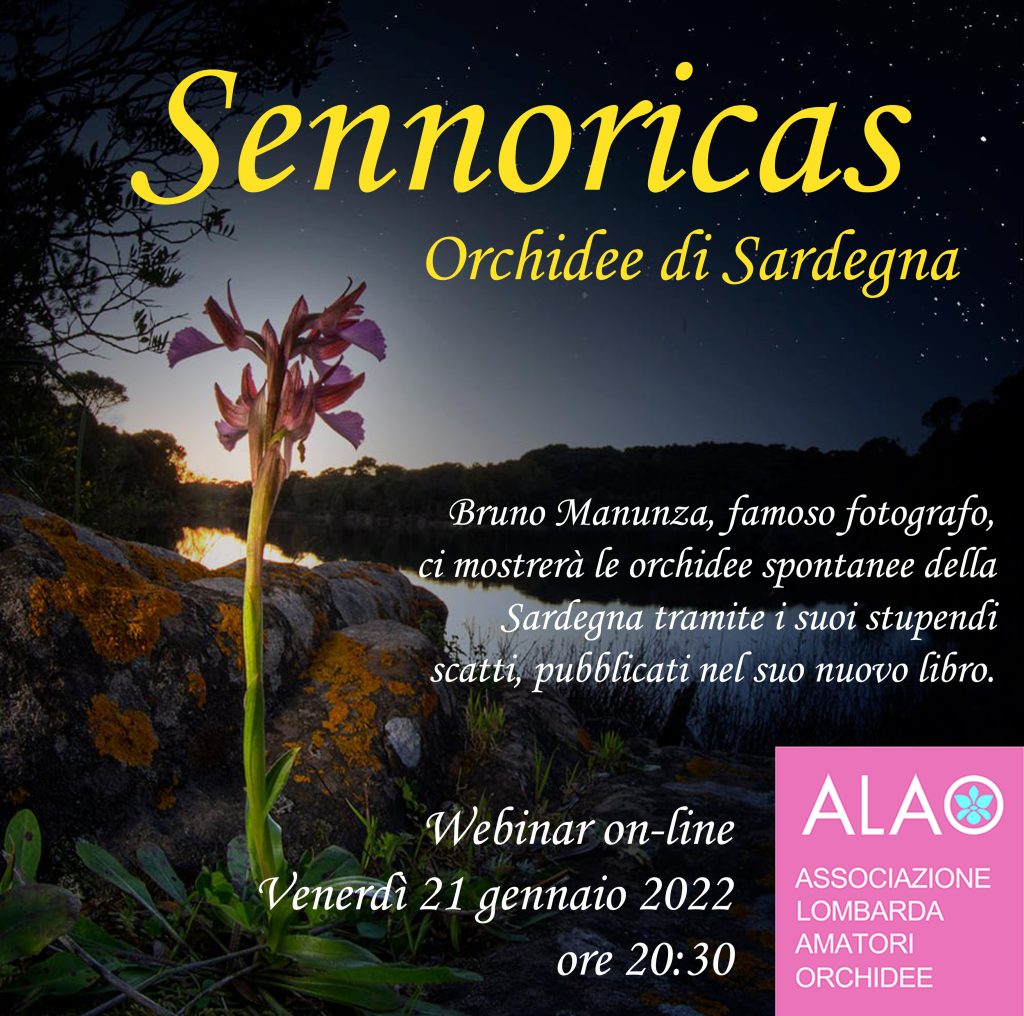 Sennoricas