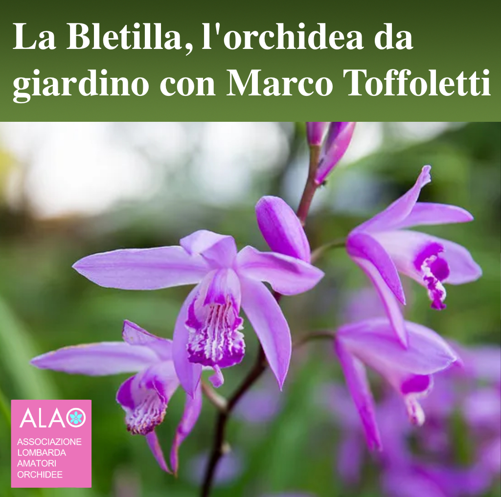 bletilla