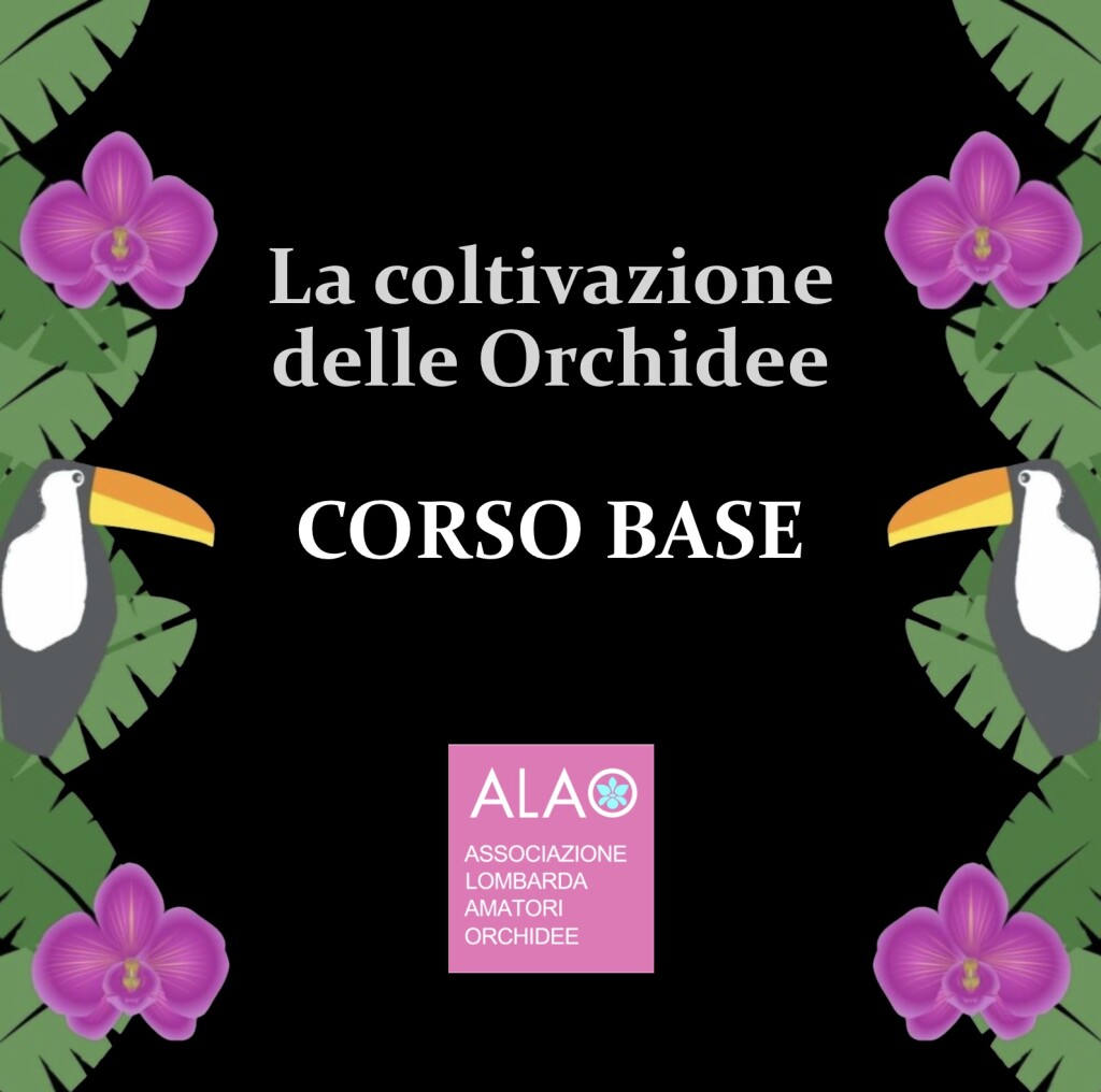 Corso base di coltivazione di orchidee