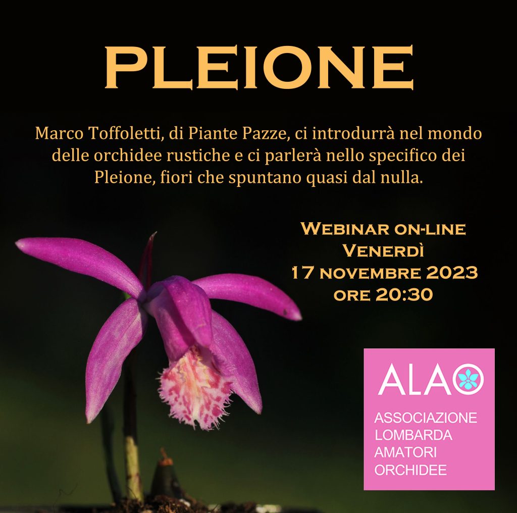 Pleione