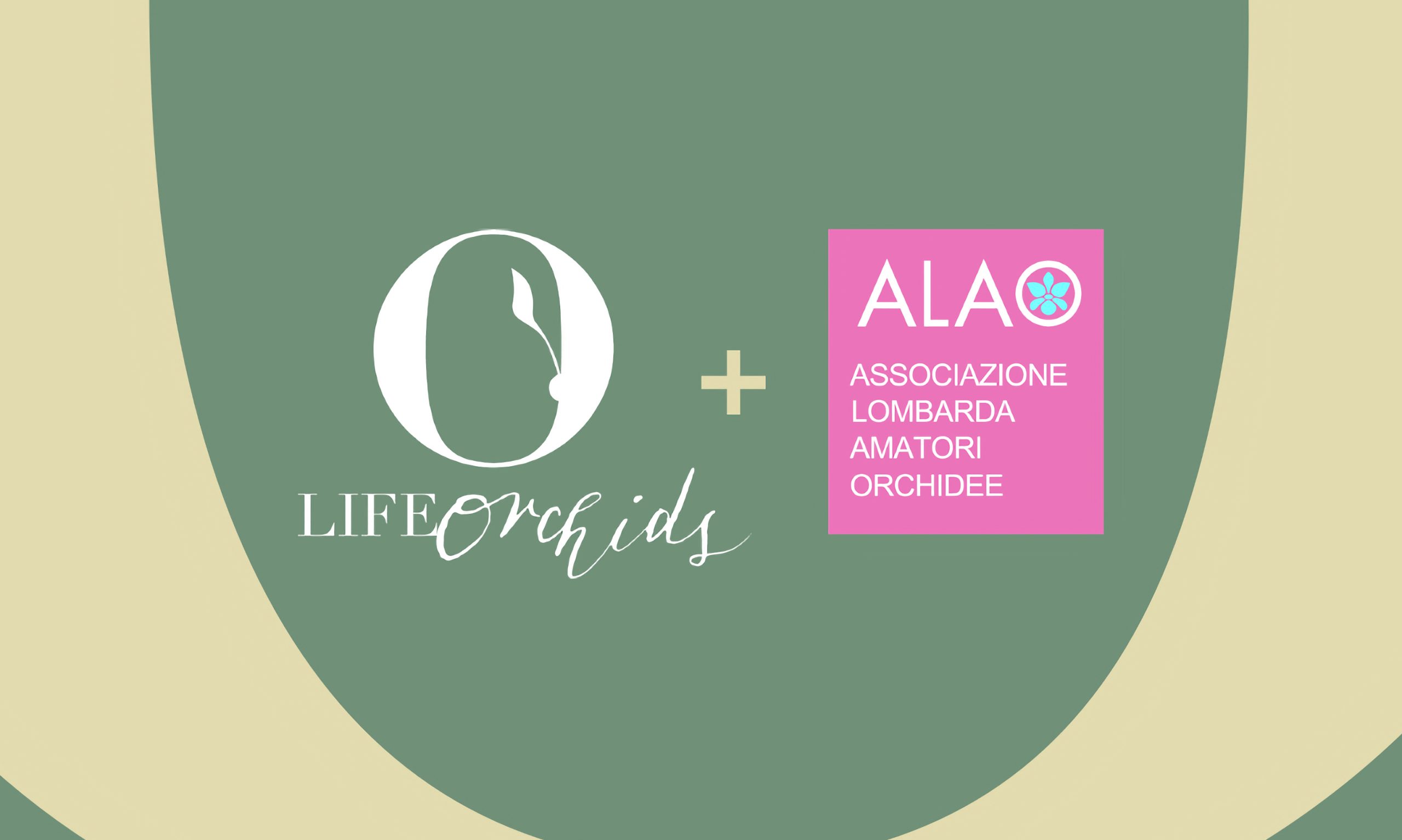 Sfondo LifeOrchis + ALAO