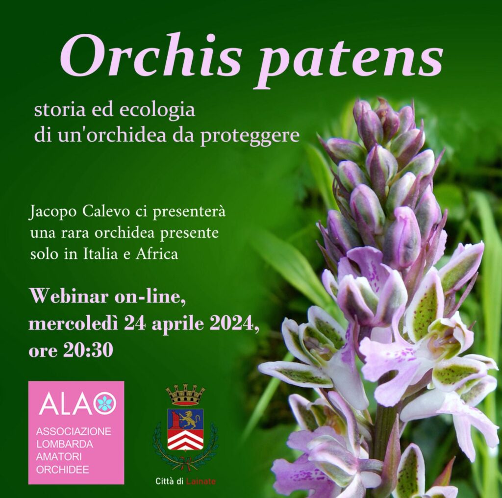 Orchis patens