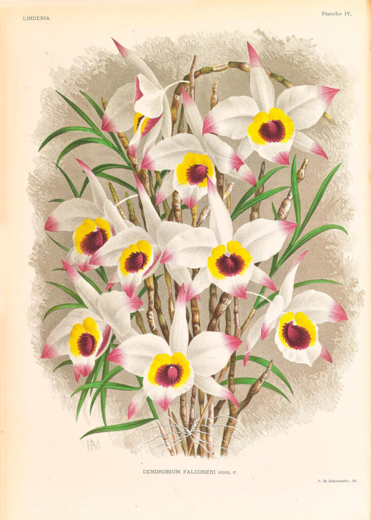 Lindenia. Iconographie des Orchidées, a cura di L. Linden, vol. 1, Gand, 1885, tavola 4, esemplare conservato presso il Comune di Lainate, Villa Litta, Dendrobium falconeri. Alao, Orchis 2023