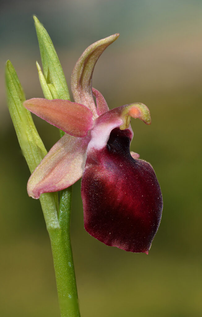 Le orchidee europee: Ophrys helenae