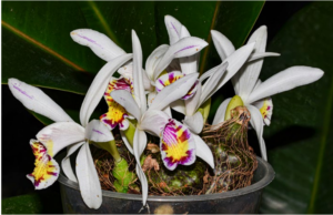 Pleione maculata Foto1 ORCHIS 1 2021 p.4