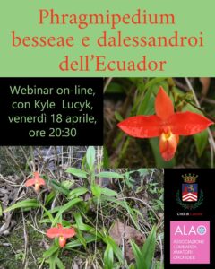 Phragmipedium besseae e dalessandroi dell'ecquador