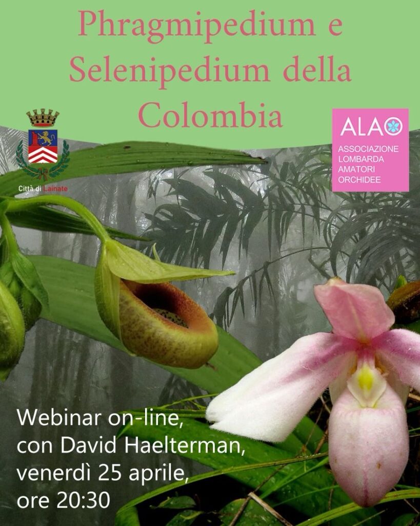 Stanhopea e Coryanthes. Maya