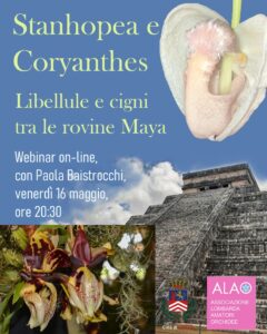 Stanhopea e Coryanthes: libellule e cigni tra le rovine Maya