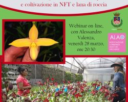 Phragmipedium linee di breeding moderne dei micropetalum e coltivazione in NFT e lana di roccia Phragmipedium linee di breeding moderne dei micropetalum e coltivazione in NFT e lana di roccia
