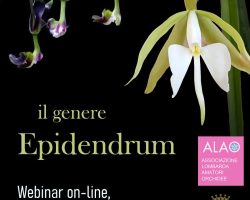 Il genere Epidendrum Il genere Epidendrum