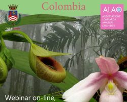 Stanhopea e Coryanthes Stanhopea e Coryanthes. Maya