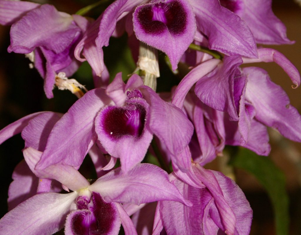 Dendrobium