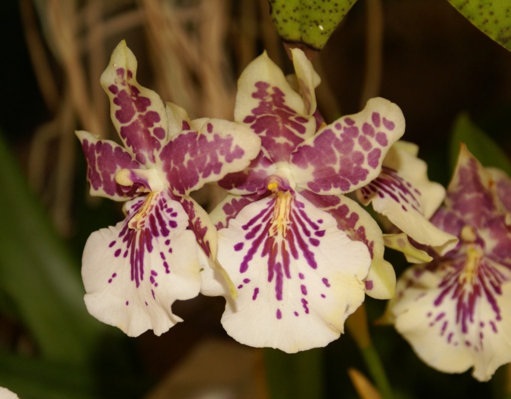 Miltonia-leocoglossa