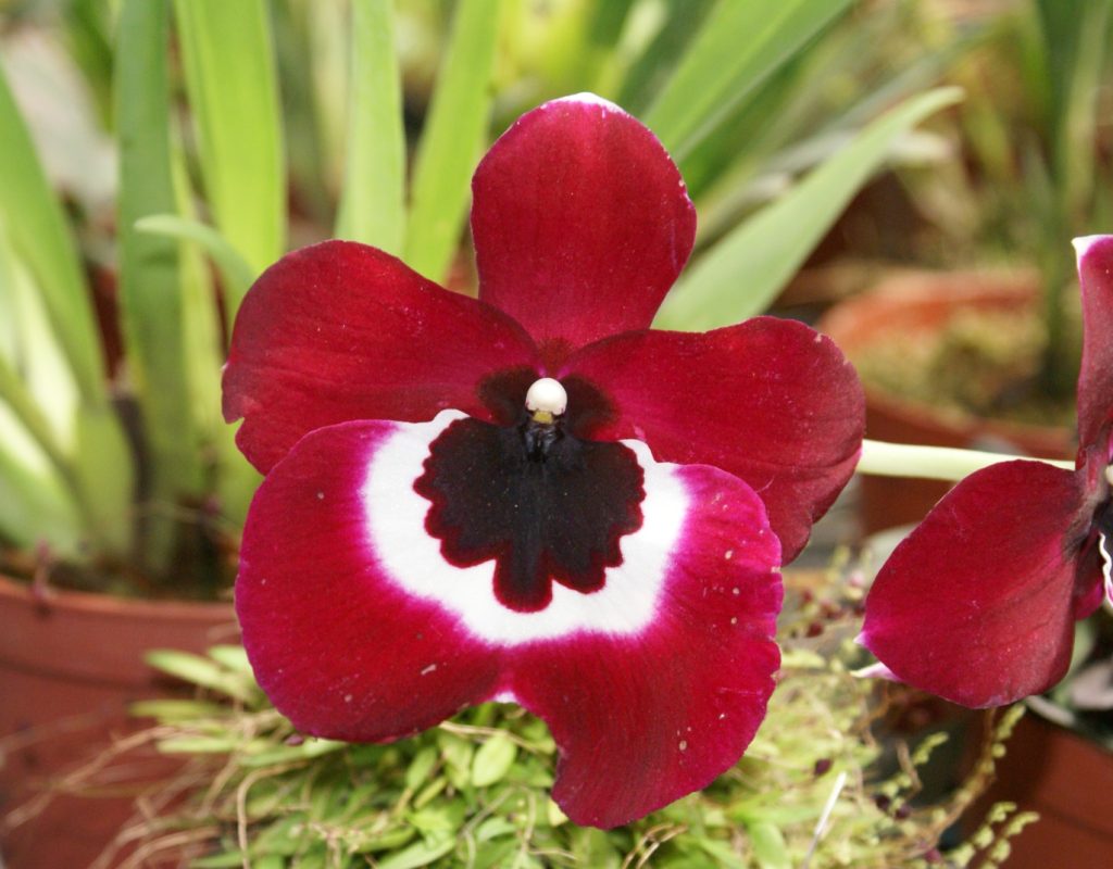 miltoniopsis1